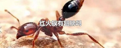 ​红火蚁有翅膀吗? 红蚂蚁有翅膀