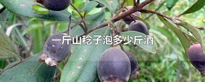 ​稔子酒多少钱一瓶 一斤山稔干可浸几斤酒