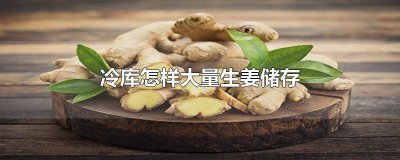 ​生姜在保鲜库怎样贮藏 生姜放冷库能保存多长时间
