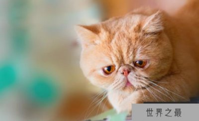 ​世界上最温顺的动物猫排行