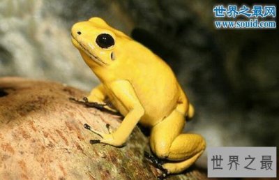 ​世界上最毒的生物，黄金箭毒蛙(3分钟秒杀10人)