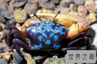 ​巨招潮蟹，生活在海边的弄潮儿，为何一只蟹钳独大