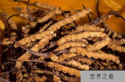 ​中华九大仙草 中国最名贵的药材