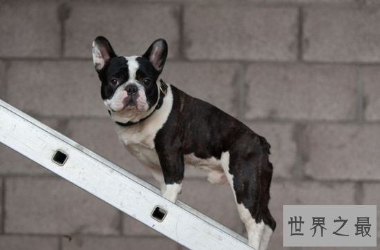 斗牛犬性格让你意想不到 别看我外表可怕但内心温柔