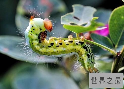 盘点全球最奇怪的十大昆虫，样子长得像外星人
