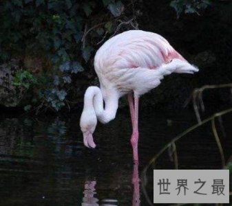 ​世界上寿命最长的鸟，火烈鸟最多能活到83岁