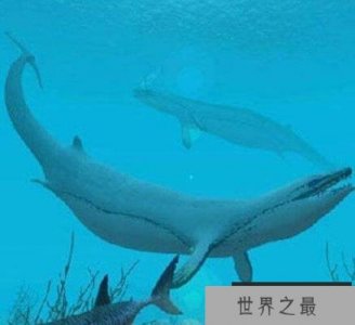 ​世界上最早的鲸鱼，古蜥鲸祖先竟是中兽