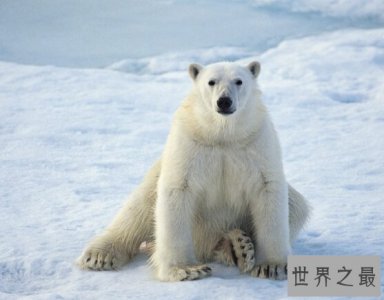​世界上皮毛最保暖的动物：北极熊（靠脂肪来取暖）