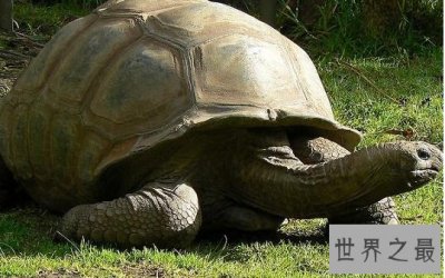 ​世界上最长寿的乌龟，阿德维塔享年267岁（出生于1750年）