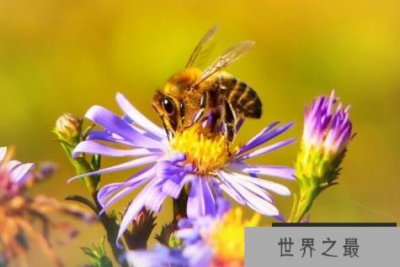 ​世界上最勤劳的动物前三名：第一名是蜜蜂