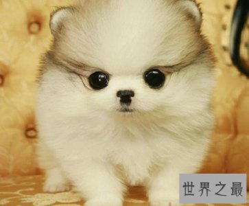 ​楼房最适合养的狗排行榜，没想到竟然有它！