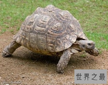 世界十大名龟的种类，让你意想不到的奇怪乌龟