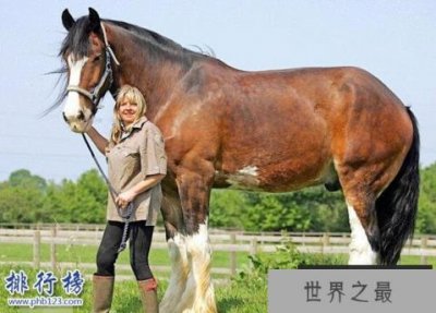 ​世界三大重型马排名,夏尔马身高2米体重1.8吨