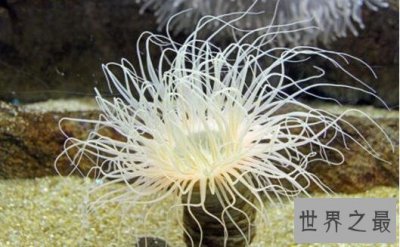 ​世界上毒性最强的动物,沙岩海葵(0.00015克可致死)