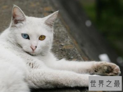 ​世界上最古老的猫，拥有传说中的三眼皮！