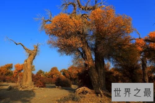 世界上最悲壮的树，胡杨树你听说过吗