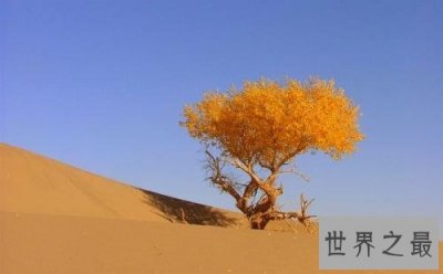 ​世界上最悲壮的树，胡杨树你听说过吗
