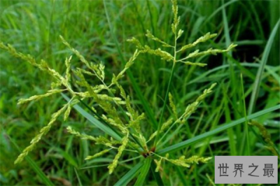 ​世界十大恶性杂草：豚草上榜，它和胰岛素的作用相似