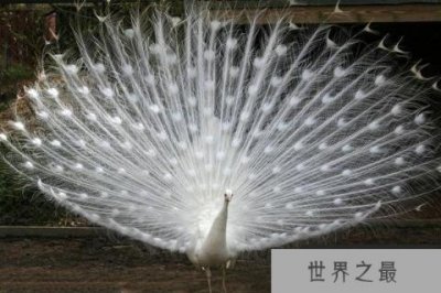 ​10大最美丽的白化动物，白化孔雀你见过吗？