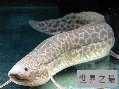 肺鱼——拥有最逆天装死技能的“活化石”
