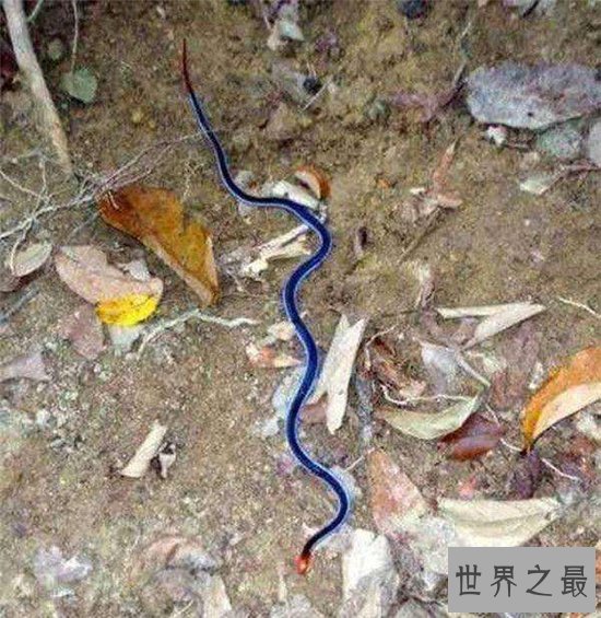 蓝长腺珊瑚蛇可长到两米长，具有危害性的血液毒素