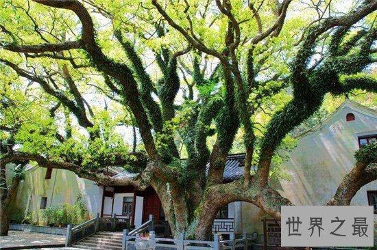 普陀鹅耳枥非常珍稀，山林开垦导致它接近灭绝