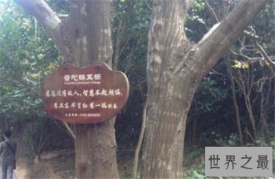 ​普陀鹅耳枥非常珍稀，山林开垦导致它接近灭绝
