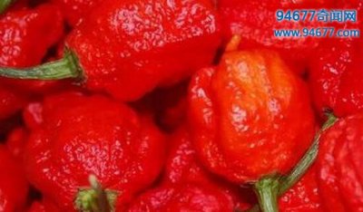​世界上最辣的辣椒，卡罗莱纳死神辣椒（英国9岁男童竟被辣傻）