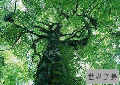 世界上最不怕火烧的树木，独一无二的它怎么做到的呢？