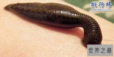 ​世界上最恐怖的吸血生物：暴君水蛭，丛林恐怖杀手(人类多次中招)