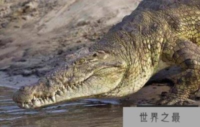 ​世界上现存体型最大的鳄鱼：身长6.4米，重达1075公斤