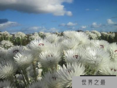 ​世界上最好看的花：五年盛开一次，极为罕见！