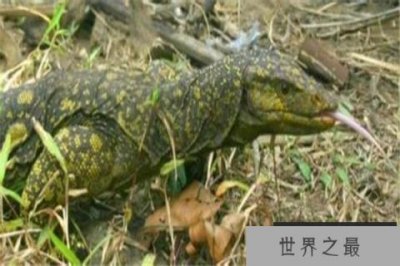 ​世界十大神奇动物 加拉帕戈斯象龟是活过超一个世纪的存在