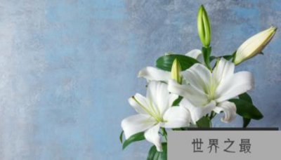 ​女性十大营养补充剂枣补血能力强
