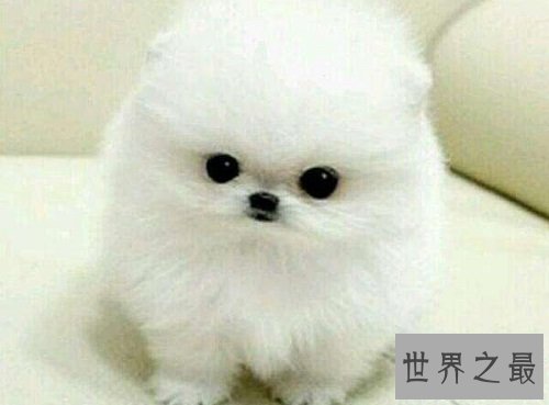 茶杯狗的价格不可思议？来了解下这小可爱吧！