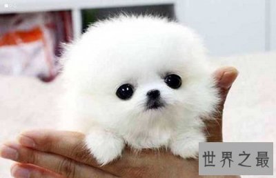 ​茶杯狗的价格不可思议？来了解下这小可爱吧！
