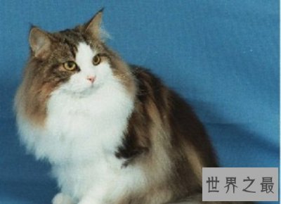 ​养猫注意事项详细版来袭，养猫新手指南！