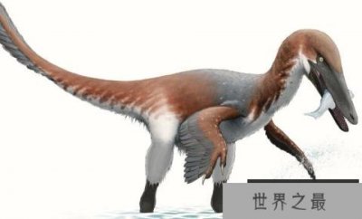 ​南方盗龙(Austroraptor)：南半球最大驰龙类恐龙