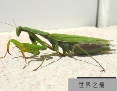 ​世界最美昆虫排行榜，螳螂居然排第一