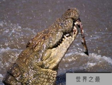 ​世界上最凶猛的鳄鱼湾鳄鱼吞下了近千名日本人
