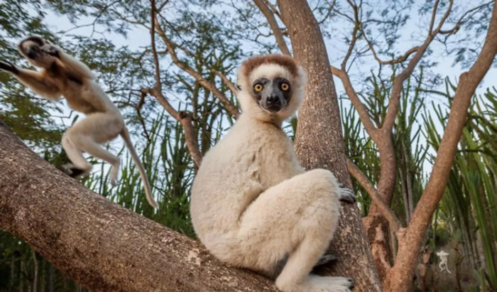IUCN发布的最新濒危物种红色名单：北大西洋露脊鲸、狐猴和欧洲仓鼠极度濒危