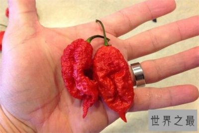 ​世界上最辣的辣椒，舔一口就可以让你休克