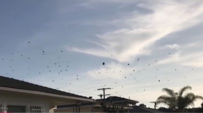​发现外星人？美国洛杉矶上空惊人一幕 几十只乌鸦围绕神秘物体盘旋嘶鸣