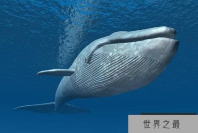 ​世界十大重型动物 蓝鲸位列榜首，体重180吨以上