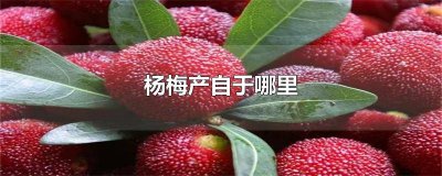 ​杨梅产地在我国哪里 杨梅的主要产地