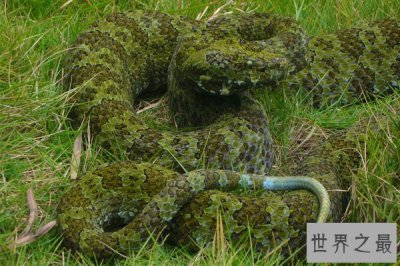 ​世界体型最大的毒蛇排名，最大的莽山烙铁头重达20多公斤
