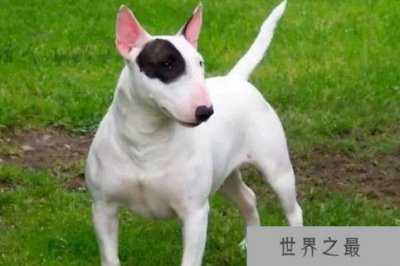 ​世界上最凶猛的小型犬：迷你牛头梗战力超强