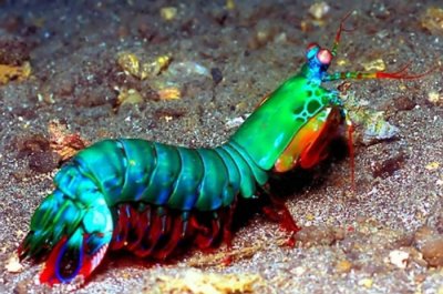 ​动物界的华丽杀手：雀尾螳螂虾Peacock mantis shrimp（蝉形齿指虾蛄）