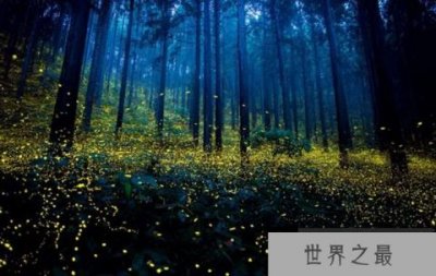 ​萤火虫为什么会发光,萤火虫白天会发光吗?