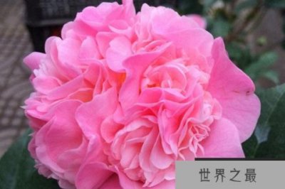 ​十个最香的茶花品种：最香的茶花有什么品种？